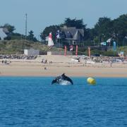 Un dauphin sur la plage de Sables d'Or